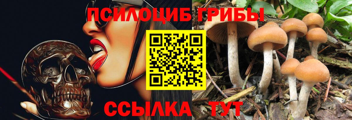 Галлюциногенные грибы Psilocybine cubensis  Псилоцибиновые грибы Psilocybine cubensis  где купить   Сланцы  Вход с VPN 